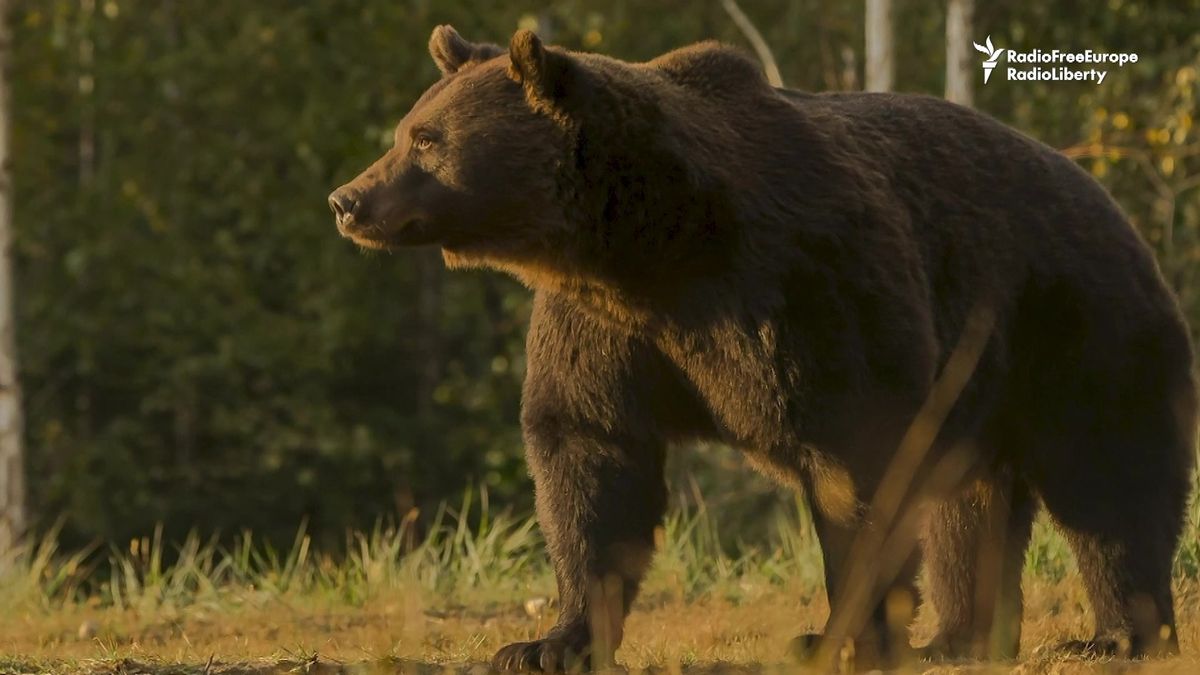 Video: Zastřelit, nebo chránit? Přemnožení medvědi v Rumunsku útočí na farmy